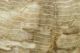 Polished Petrified Wood Slab #277140-1
